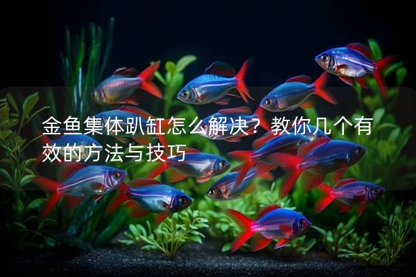金鱼集体趴缸怎么解决？教你几个有效的方法与技巧
