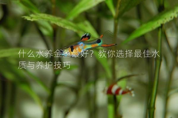 什么水养金鱼最好？教你选择最佳水质与养护技巧