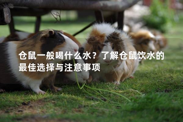 仓鼠一般喝什么水？了解仓鼠饮水的最佳选择与注意事项