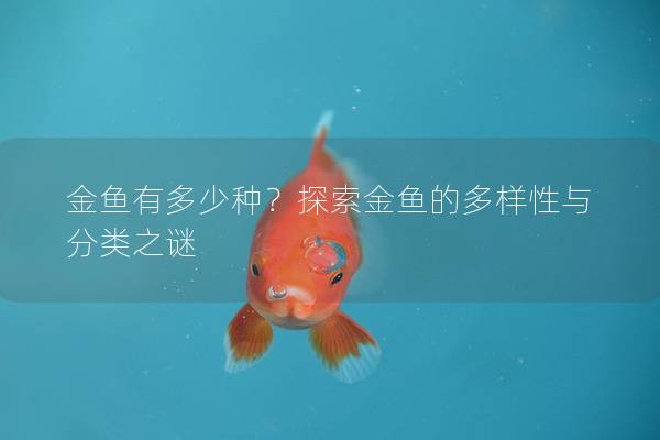 金鱼有多少种？探索金鱼的多样性与分类之谜