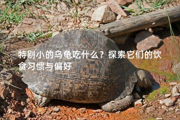 特别小的乌龟吃什么？探索它们的饮食习惯与偏好
