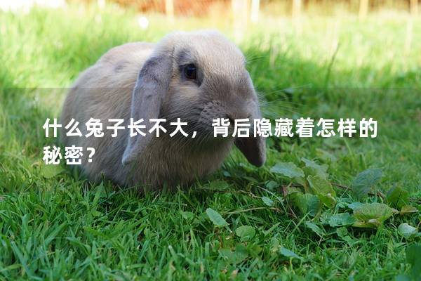 什么兔子长不大，背后隐藏着怎样的秘密？