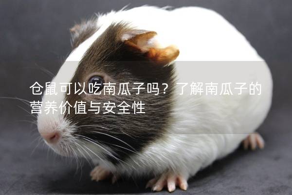 仓鼠可以吃南瓜子吗？了解南瓜子的营养价值与安全性