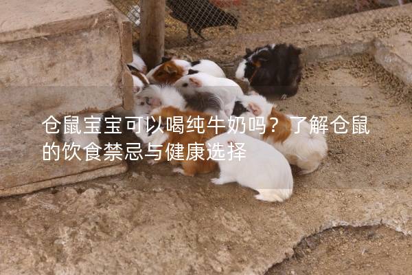仓鼠宝宝可以喝纯牛奶吗？了解仓鼠的饮食禁忌与健康选择