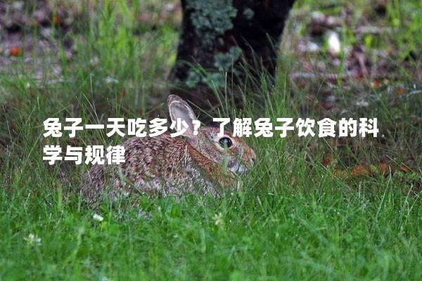 兔子一天吃多少？了解兔子饮食的科学与规律