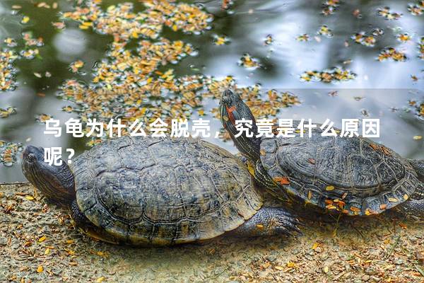 乌龟为什么会脱壳，究竟是什么原因呢？