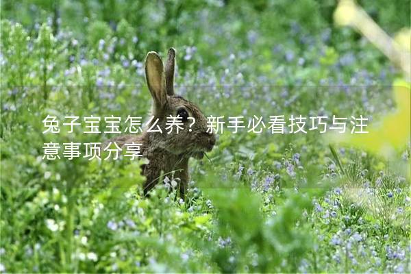 兔子宝宝怎么养？新手必看技巧与注意事项分享
