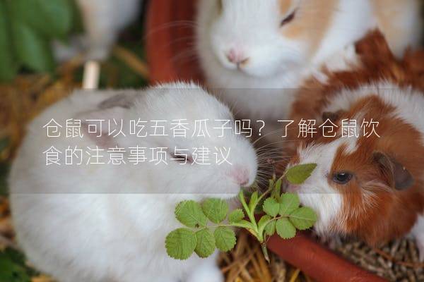 仓鼠可以吃五香瓜子吗？了解仓鼠饮食的注意事项与建议