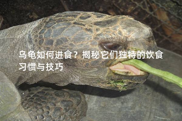 乌龟如何进食？揭秘它们独特的饮食习惯与技巧