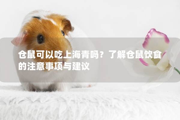 仓鼠可以吃上海青吗？了解仓鼠饮食的注意事项与建议