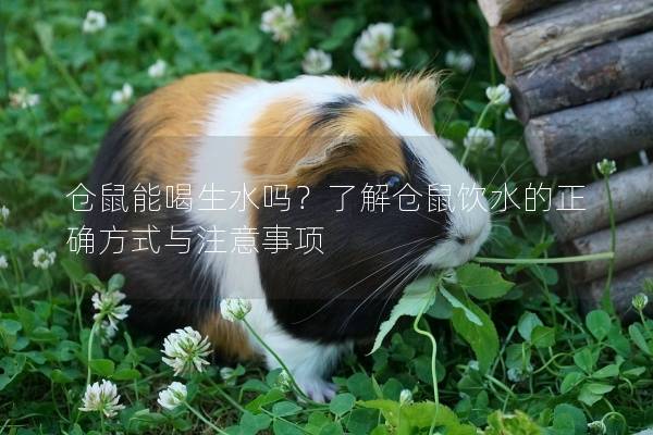 仓鼠能喝生水吗？了解仓鼠饮水的正确方式与注意事项