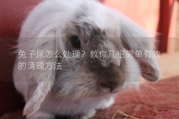 兔子尿怎么处理？教你几招简单有效的清理方法