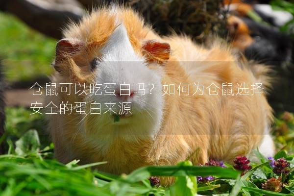 仓鼠可以吃蛋白吗？如何为仓鼠选择安全的蛋白来源