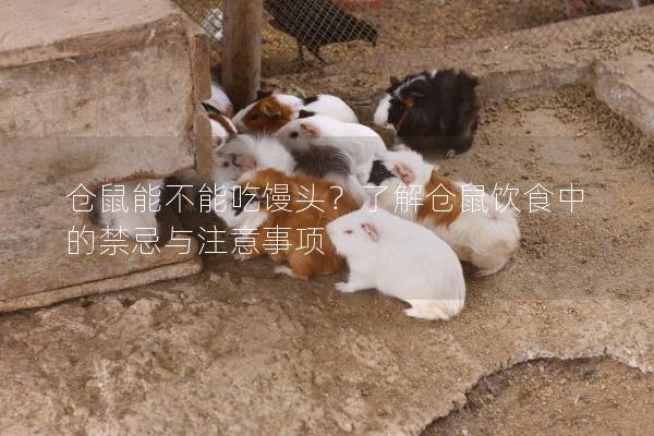 仓鼠能不能吃馒头？了解仓鼠饮食中的禁忌与注意事项