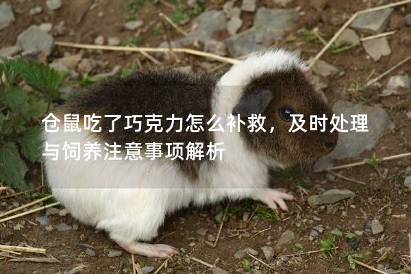 仓鼠吃了巧克力怎么补救，及时处理与饲养注意事项解析