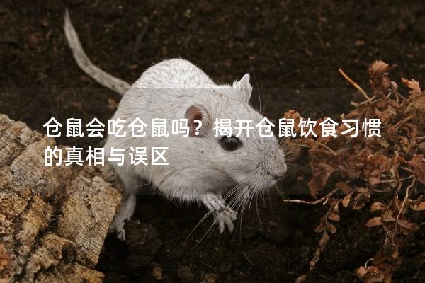 仓鼠会吃仓鼠吗？揭开仓鼠饮食习惯的真相与误区