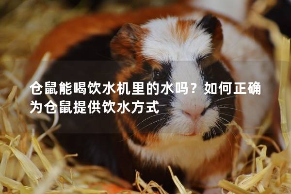 仓鼠能喝饮水机里的水吗？如何正确为仓鼠提供饮水方式