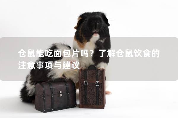 仓鼠能吃面包片吗？了解仓鼠饮食的注意事项与建议