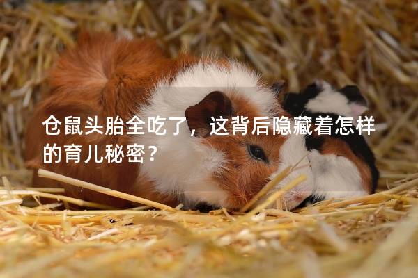 仓鼠头胎全吃了，这背后隐藏着怎样的育儿秘密？