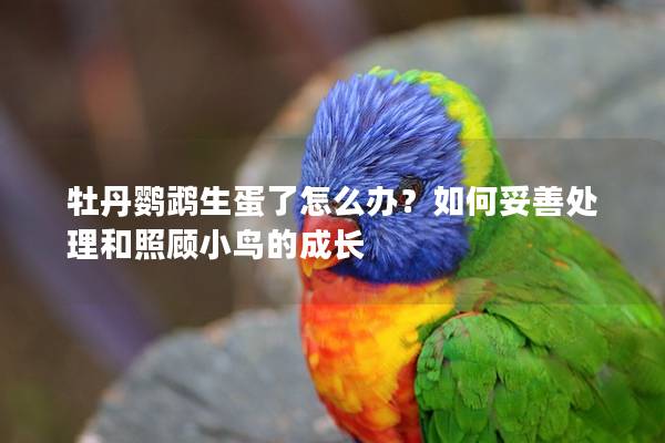牡丹鹦鹉生蛋了怎么办？如何妥善处理和照顾小鸟的成长