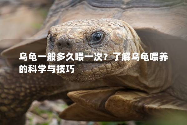 乌龟一般多久喂一次？了解乌龟喂养的科学与技巧
