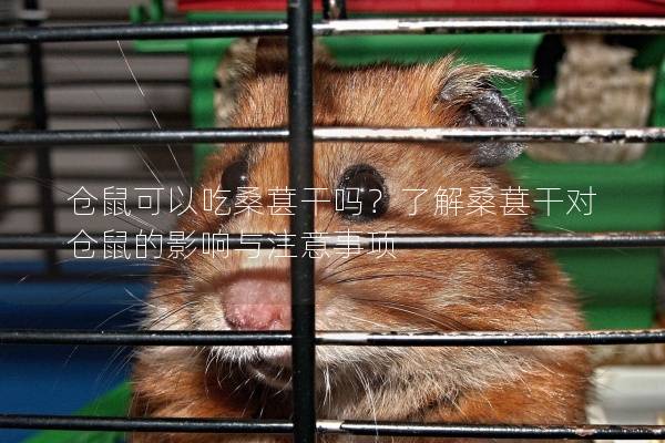 仓鼠可以吃桑葚干吗？了解桑葚干对仓鼠的影响与注意事项