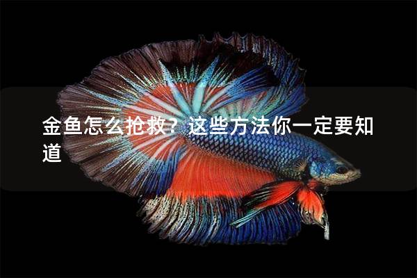 金鱼怎么抢救？这些方法你一定要知道