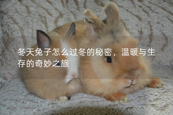 冬天兔子怎么过冬的秘密，温暖与生存的奇妙之旅