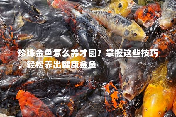 珍珠金鱼怎么养才圆？掌握这些技巧，轻松养出健康金鱼
