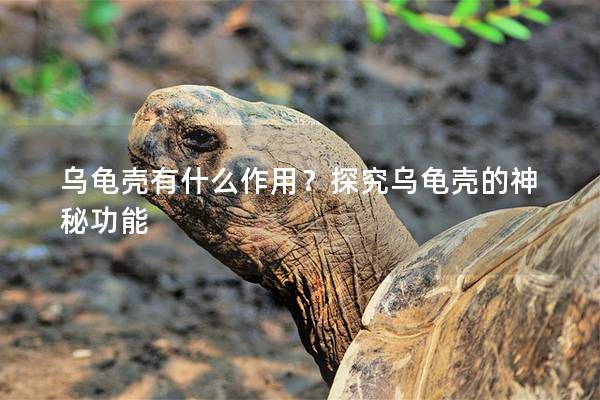 乌龟壳有什么作用？探究乌龟壳的神秘功能