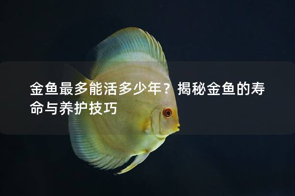 金鱼最多能活多少年？揭秘金鱼的寿命与养护技巧