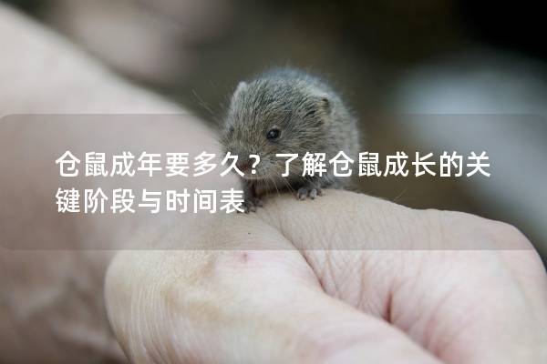 仓鼠成年要多久？了解仓鼠成长的关键阶段与时间表