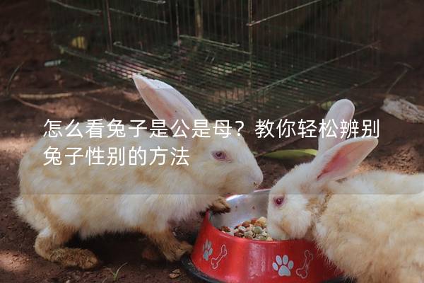 怎么看兔子是公是母？教你轻松辨别兔子性别的方法
