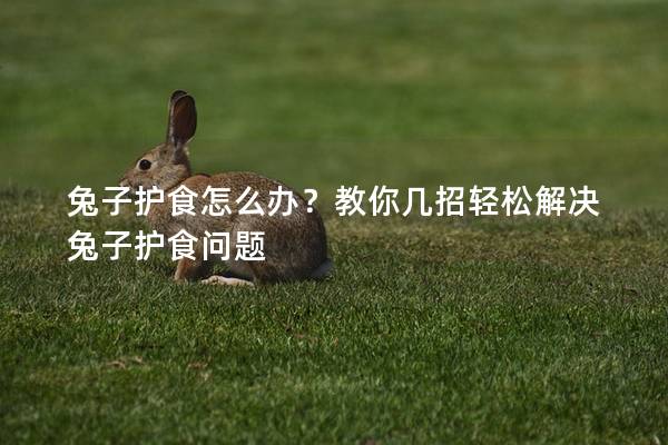 兔子护食怎么办？教你几招轻松解决兔子护食问题