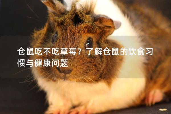 仓鼠吃不吃草莓？了解仓鼠的饮食习惯与健康问题