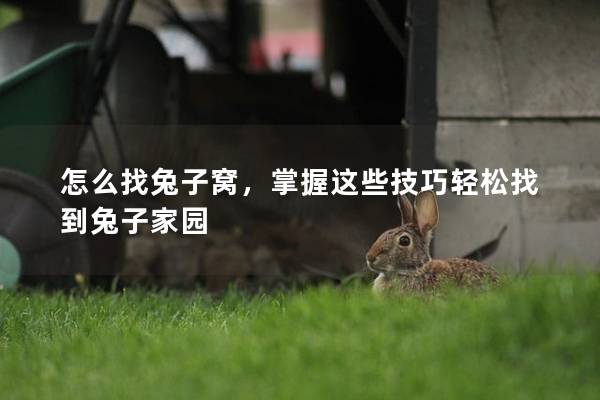 怎么找兔子窝，掌握这些技巧轻松找到兔子家园