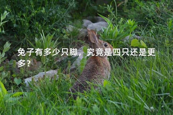 兔子有多少只脚，究竟是四只还是更多？