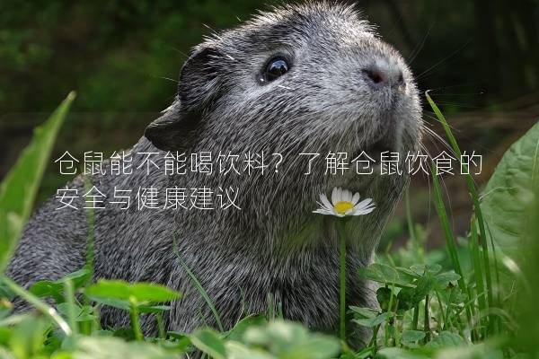 仓鼠能不能喝饮料？了解仓鼠饮食的安全与健康建议