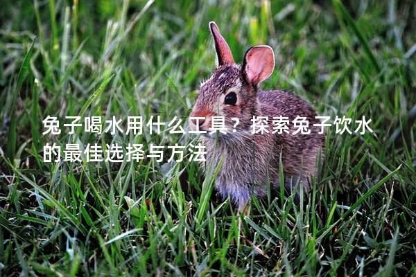 兔子喝水用什么工具？探索兔子饮水的最佳选择与方法