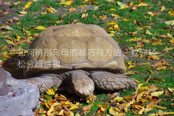 如何辨别乌母的技巧与方法，教你轻松分辨性别