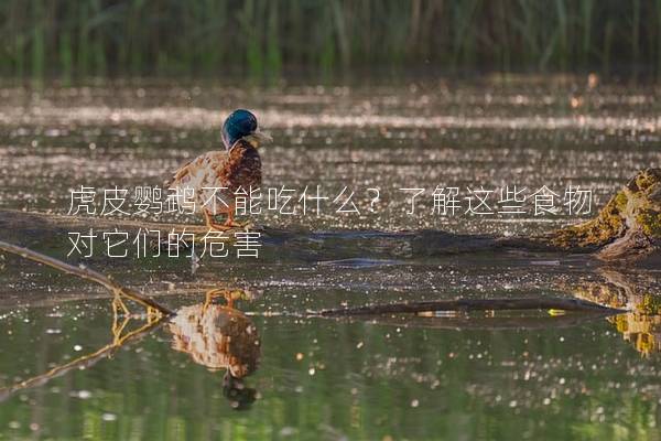 虎皮鹦鹉不能吃什么？了解这些食物对它们的危害