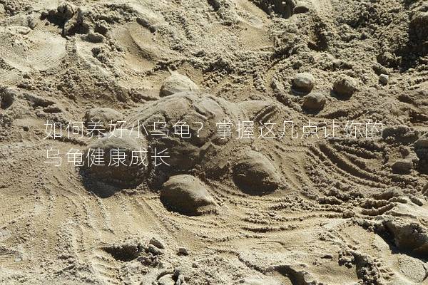 如何养好小乌龟？掌握这几点让你的乌龟健康成长