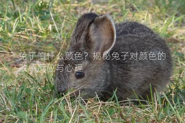兔子怕什么颜色？揭秘兔子对颜色的敏感反应与心理