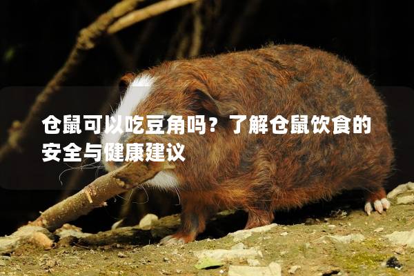 仓鼠可以吃豆角吗？了解仓鼠饮食的安全与健康建议