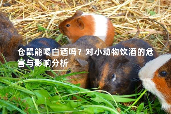 仓鼠能喝白酒吗？对小动物饮酒的危害与影响分析