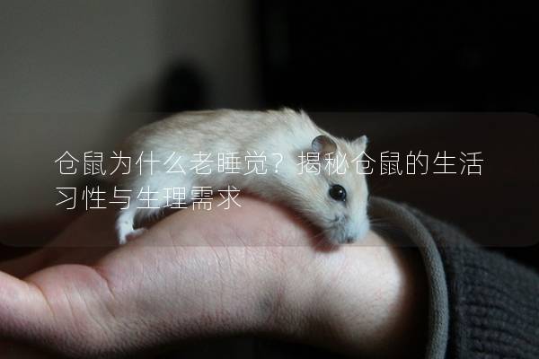 仓鼠为什么老睡觉？揭秘仓鼠的生活习性与生理需求
