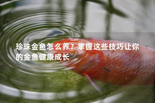 珍珠金鱼怎么养？掌握这些技巧让你的金鱼健康成长