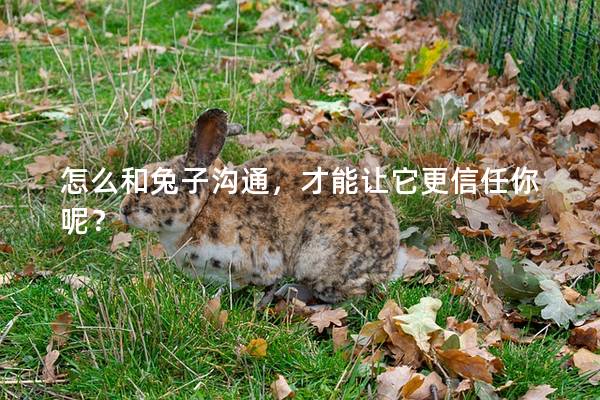 怎么和兔子沟通，才能让它更信任你呢？