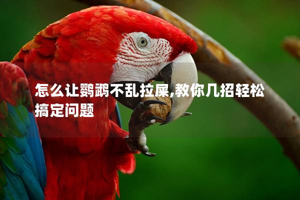 怎么让鹦鹉不乱拉屎,教你几招轻松搞定问题