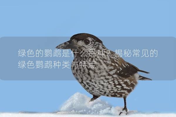 绿色的鹦鹉是什么品种？揭秘常见的绿色鹦鹉种类与特点